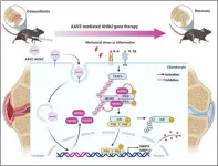 SHP protein found to protect cartilage, offering new hope for osteoarthritis treatment