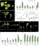 Shrinking statures, growing insights: unraveling the genetic underpinnings of dwarfism in squash