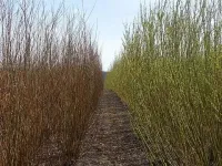 Shrub willow as a bioenergy crop