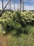 Shrubs can help or hinder a forest’s recovery after wildfire