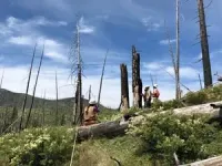 Shrubs can help or hinder a forest’s recovery after wildfire 2