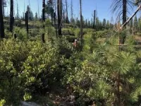 Shrubs can help or hinder a forest’s recovery after wildfire 3