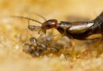 Sibling cooperation in earwig families gives clues to early evolution of social behavior 2