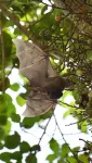 Sick bats also employ social distancing which prevents the outbreak of epidemics