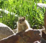 Sierra squirrels find their niche amid a changing climate 3