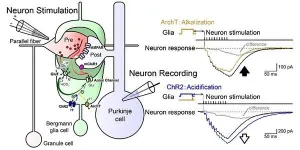 Signal coupling between neuron-glia super-network may lead to improved memory formation