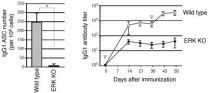 Signaling pathway reveals mechanism for B cell differentiation in immune response