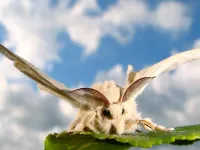 Silkmoths: Different olfactory worlds of females and males