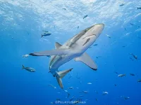 Silky shark makes record breaking migration