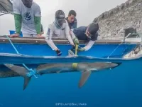 Silky shark makes record breaking migration 2