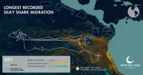 Silky shark makes record breaking migration 3