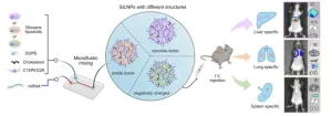 Siloxane nanoparticles unlock precise organ targeting for mRNA therapy