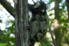 Similarities in brain development between marmosets and humans 2