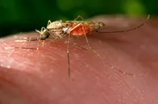 Simple genetic modification aims to stop mosquitoes spreading malaria