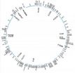 Simple sequence repeats for population-level studies of pines