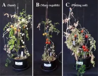 Simulations of agriculture on Mars using pea, carrot and tomato plants suggest that intercropping, growing different crops mixed together, could boost yields in certain conditions