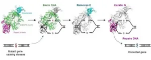 Singapore scientists develop novel gene editor to correct disease-causing mutations