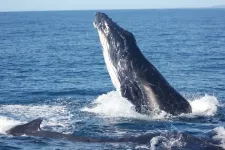 Singing humpback whales respond to wind noise, but not boats