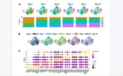 Single-cell transcriptomic analysis uncovers diverse and dynamic senescent cell populations