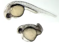 Single gene causes embryo notochord deformity in zebrafish