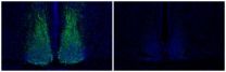 Single gene controls jet lag