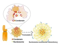 Single nucleosomes tracked in live cells during cell division using super-resolution microscopy