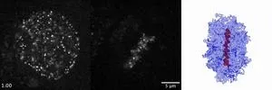 Single nucleosomes tracked in live cells during cell division using super-resolution microscopy 2