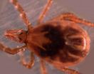 Single tick bite can pack double pathogen punch 2