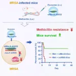 siRNA-AGO2 complex inhibits bacterial gene translation: a novel therapeutic strategy for superbug infection