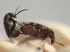 Size does matter in sexual selection, at least among beetles