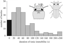 Size matters: How the size of a males weapons affects its anti-predator tactics