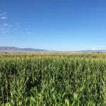 Size of grass blades offers better understanding of their vulnerability to climate change