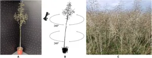 Sizing them up! An algorithm to accurately quantify rapeseed silique morphology