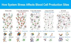 Skeleton-wide study of blood cell formation yields surprising findings