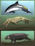 Skin deep: Aquatic skin adaptations of whales and hippos evolved independently