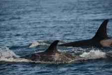 Skin disease in endangered killer whales concerns scientists