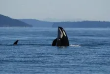 Skin disease in endangered killer whales concerns scientists 2