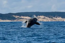 Skin samples reveal where southern right whales feed