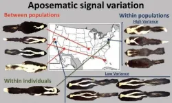 Skunks’ warning stripes less prominent where predators are sparse, study finds