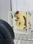 Sleep is no light matter for bees 3