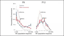 Sleep twitches facilitate motor cortex development in rats