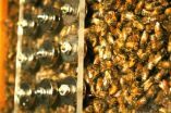 Sleepless honey bees miscommunicate, too, research at the University of Texas at Austin shows