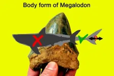 Slender shark: Study finds Megalodon was not like a gigantic great white shark