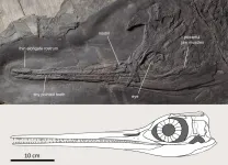 Slender-snouted Besanosaurus was an 8 m long marine snapper