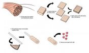 Slice, stack, and roll: A new way to build collagen scaffolds