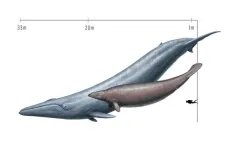 Slimming down a colossal fossil whale