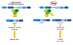 Slow editing of protein blueprints leads to cell death