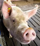 Slow-growth diet before breeding offered better long-range health in pigs