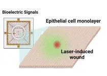 Slow, silent ‘scream’ of epithelial cells detected for first time