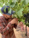 Slowing the sugar rush to yield better grapes